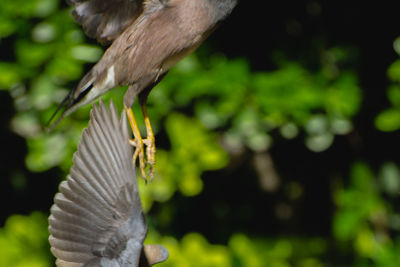 Close-up of bird