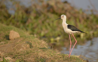 Bird perching on a land