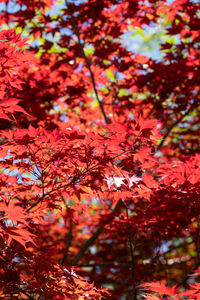 Close-up of maple leaves on tree