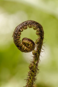 Close-up of fern