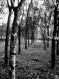 Road passing through forest