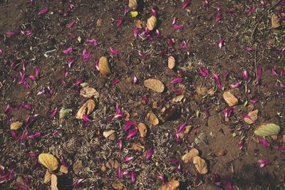 High angle view of purple flowers on field
