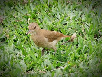 Close-up of a bird