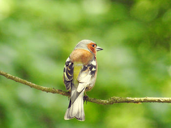 Close-up of bird perching on tree