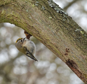 Close-up of bird perching on a tree