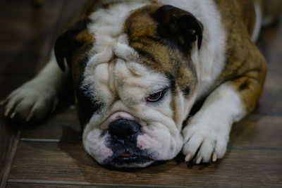 Close-up of dog sleeping