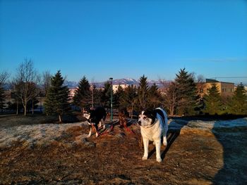 Dogs in a park against clear blue sky