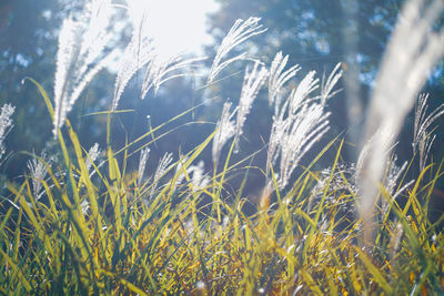 Close-up of stalks in field against sky