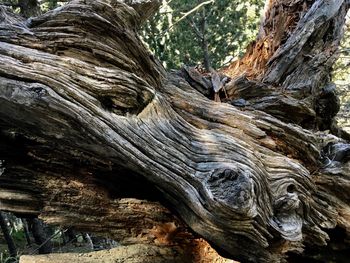 Close-up of driftwood on tree trunk