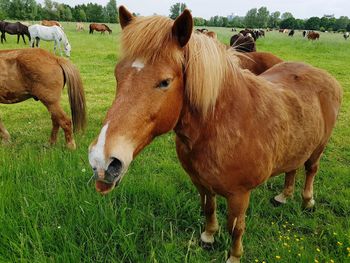 Horses standing in field