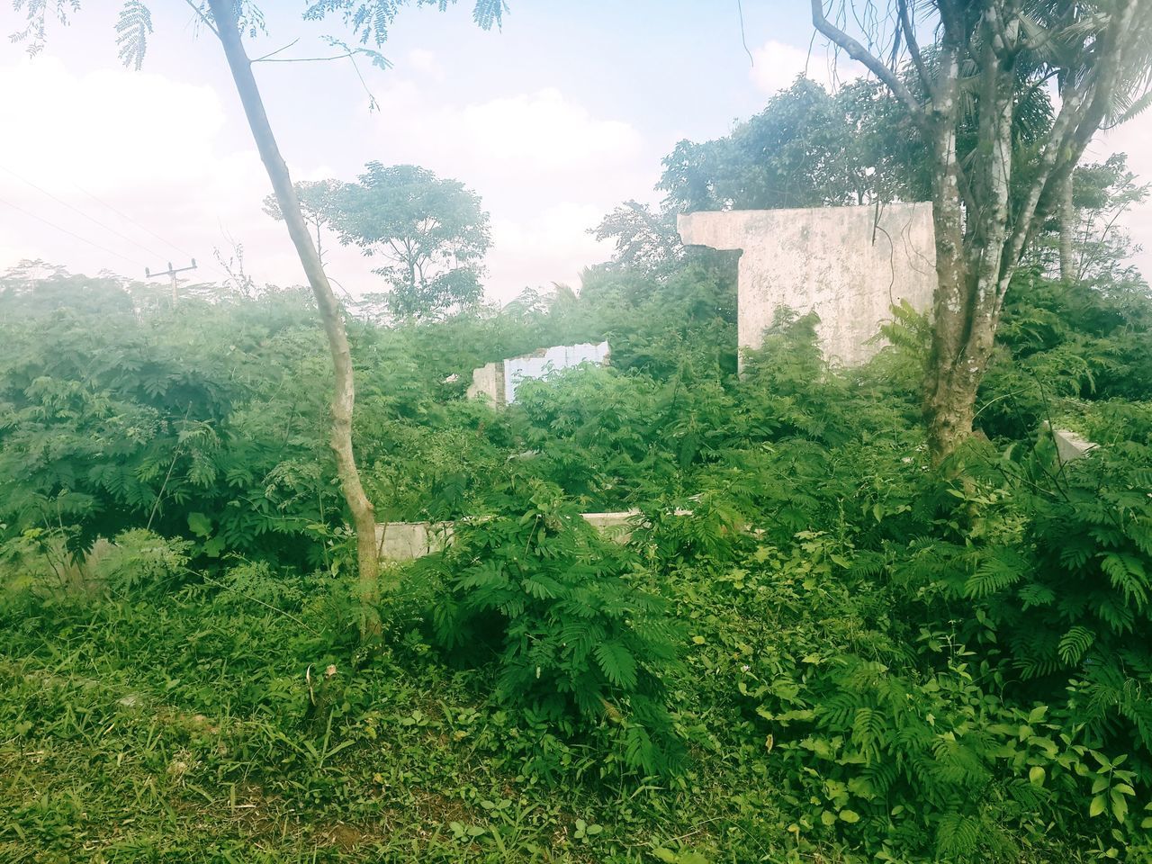 TREES AND PLANTS ON LAND