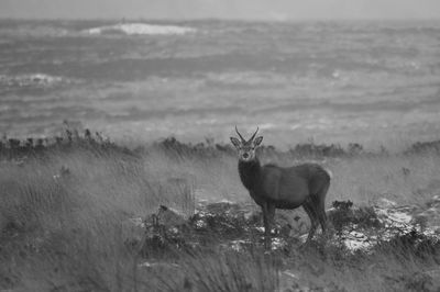 Portrait of deer standing on landscape