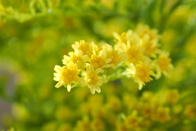 Close-up of yellow flowering plant