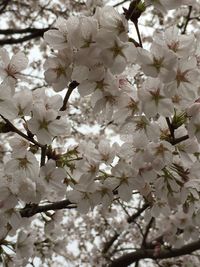 Low angle view of cherry blossoms