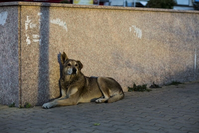 Dog sitting on footpath