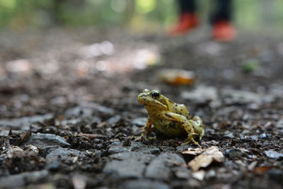 Close-up of frog on rock