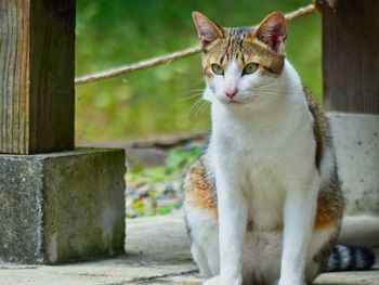 Portrait of a cat looking away