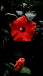 Close-up of red hibiscus flower