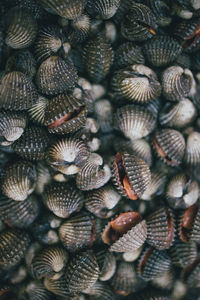 Cockle. sod at almost every market. grilled or cook for the lovely taste.