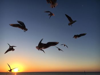 Low angle view of birds flying over sea against sky