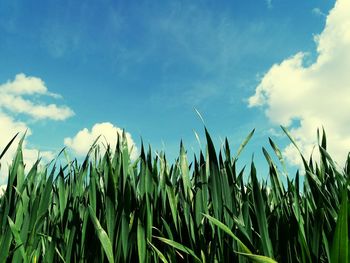 Low angle view of fresh plants against sky