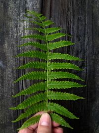 Cropped image of hand holding fern