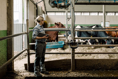 Farmer standing with tablet pc examining cows at dairy farm