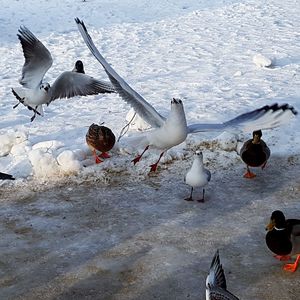 Seagulls flying over water during winter