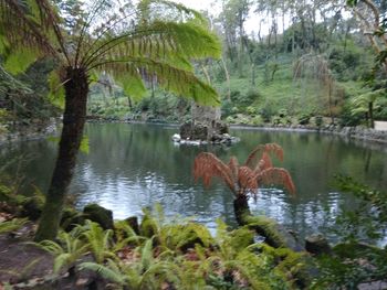 View of ducks swimming in lake