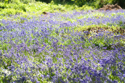 Close-up of purple crocus flowers on field