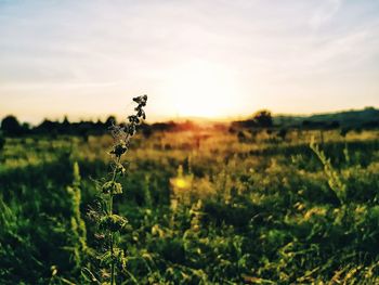 Scenic view of field against sky during sunset