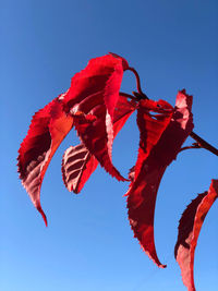 Low angle view of red flowering plant against blue sky