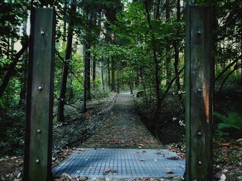 Footpath amidst trees in forest