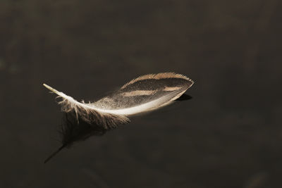 High angle view of feather floating on pond