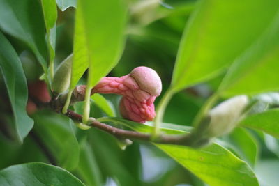 Close-up of pink flowering plant