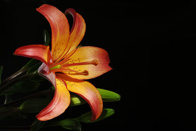 Close-up of red rose against black background