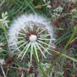 Close-up of dandelion on field