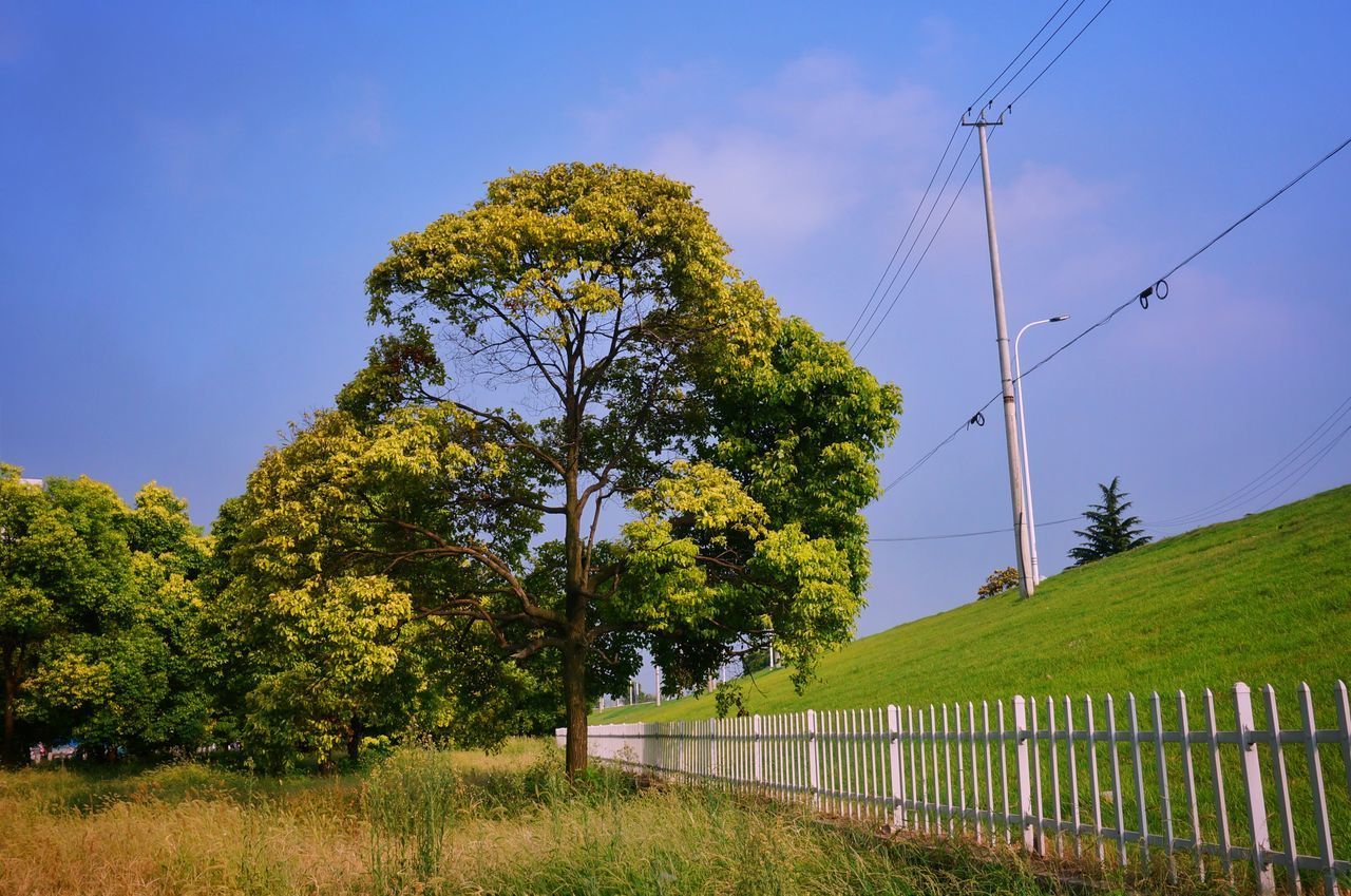 TREES AGAINST SKY