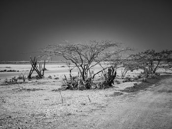 Bare trees on field against sky