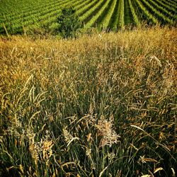 Full frame shot of crop in field