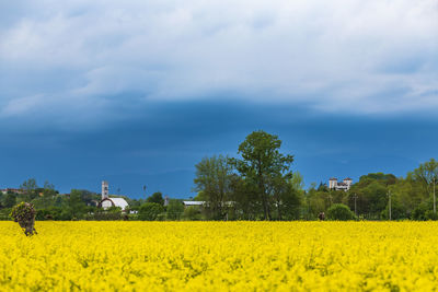 Scenic view of oilseed rape field against sky