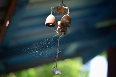 Close-up of spider on web