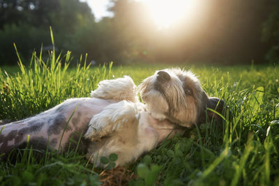 Happy lap dog lying on back in grass at sunset. playful cute terrier enjoying summer day at garden.