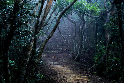 Low angle view of trees in forest