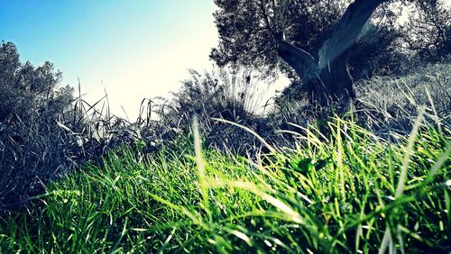 Close-up of water drops on grass against trees