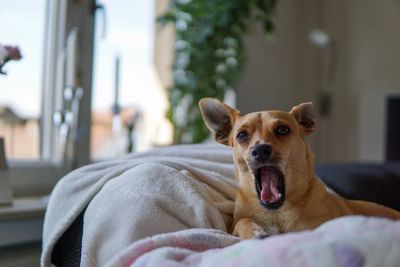 Portrait of dog relaxing on bed at home