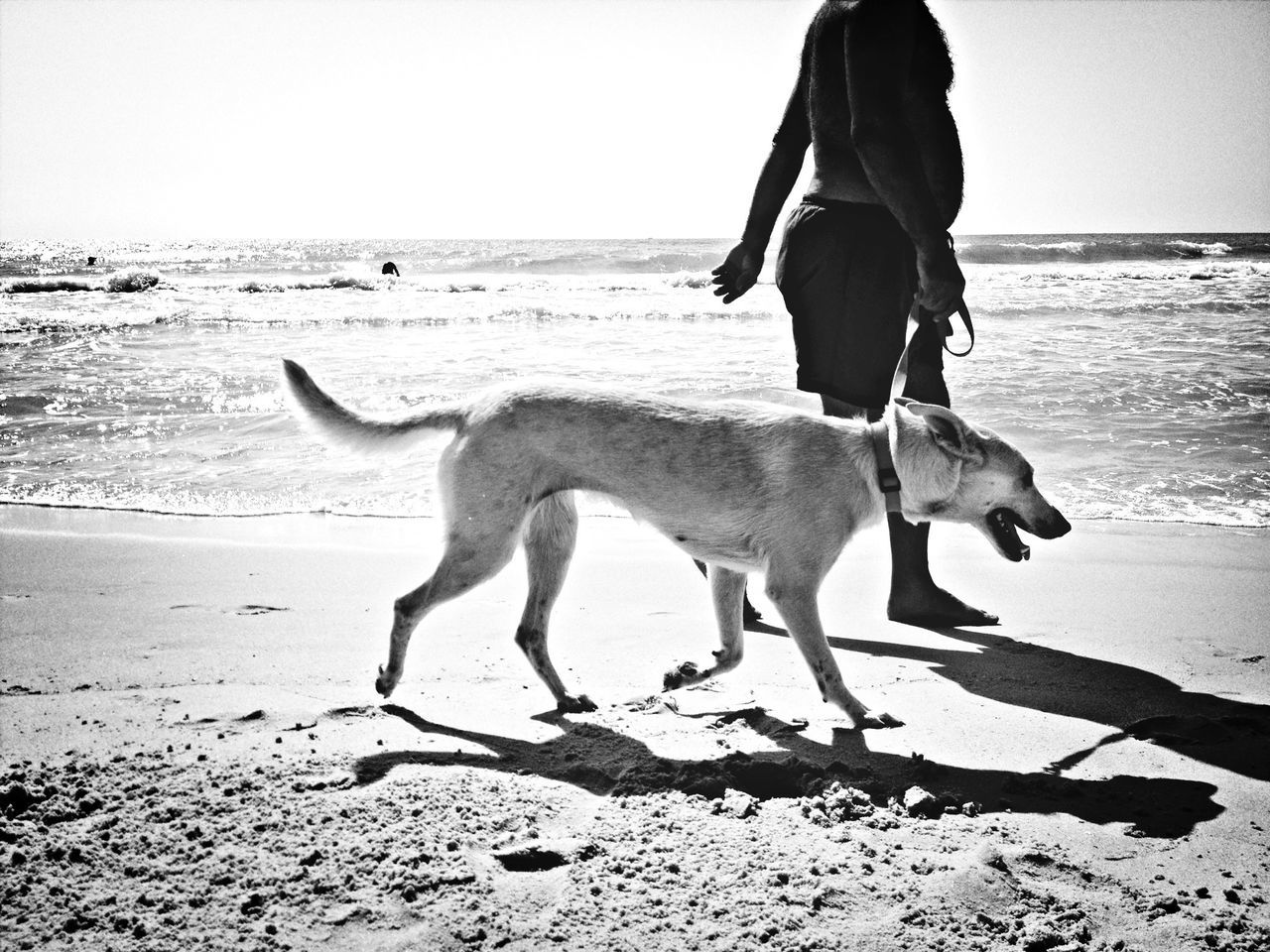 beach, sea, animal themes, domestic animals, horizon over water, one animal, dog, mammal, sand, pets, water, shore, full length, clear sky, walking, standing, one person, rear view, nature, sky