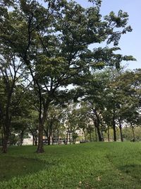 Trees on field against sky