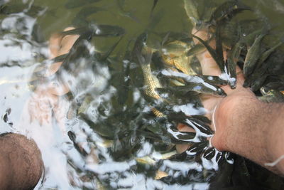 High angle view of hand fish in sea