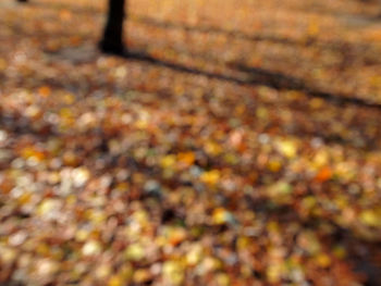 Close-up of leaves